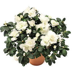 Kaliteli bir A�elya 30 cm