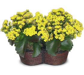  Ankara �ncirli Mahallesi �i�ek yolla  Double Kalanchoe sepette