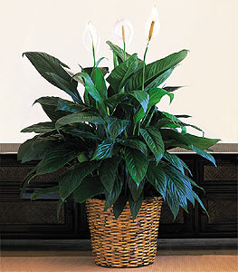  Ankara Bas�nevleri �i�ek�i telefonlar�  Large Spathiphyllum