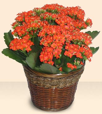  Ankara Bas�nevleri Mahallesi �i�ek sipari�i  Large Kalanchoe in Basket