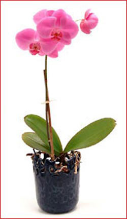  Ankara 23 Nisan Mahallesi �i�ek�i ma�azas�  Phalaenopsis Orchid Plant