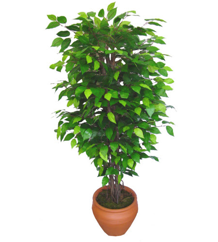 Ficus Benjamin 1,50 cm   Ankara Kalaba �i�ek�i 
