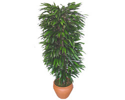  Ankara Ufuktepe Mahallesi yurti�i �i�ek sipari�i  �zel Mango 1,75 cm y�ksekliginde