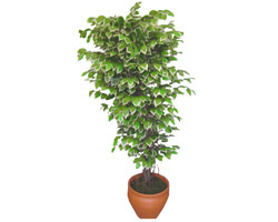 Ficus �zel Starlight 1,75 cm   Ankara Ayval� Mahallesi �i�ek g�nderme sitemiz g�venlidir 