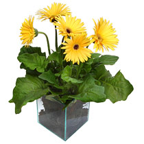 9 adet gerbera �i�egi ve cam tanzim  Ankara Ayval� Mahallesi �i�ek g�nderme sitemiz g�venlidir 
