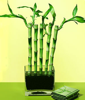  Ankara Kalaba �i�ek�i  Good Harmony Lucky Bamboo camda