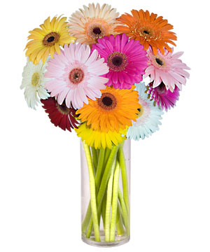  Ankara Ovac�k Mahallesi �i�ek sipari�i vermek  Farkli renklerde 15 adet gerbera �i�egi