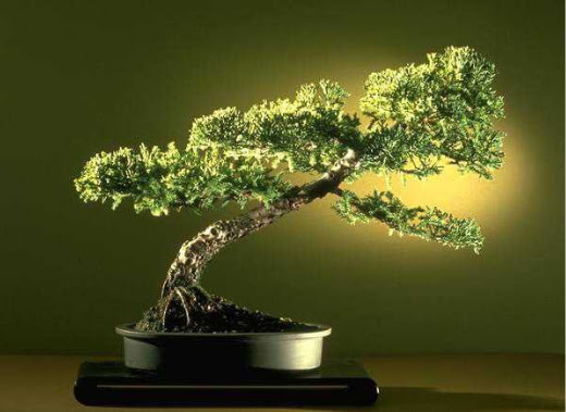 ithal bonsai saksi �i�egi  Ankara Hisar Mahallesi online �i�ek�i 