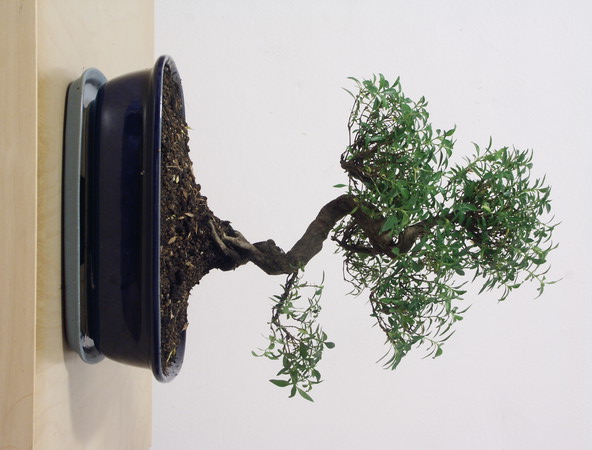 ithal bonsai saksi �i�egi  Ankara Yayla Mahallesi �i�ek yolla 