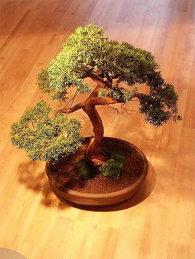 ithal bonsai saksi �i�egi  Ankara 23 Nisan Mahallesi �i�ek�i ma�azas� 