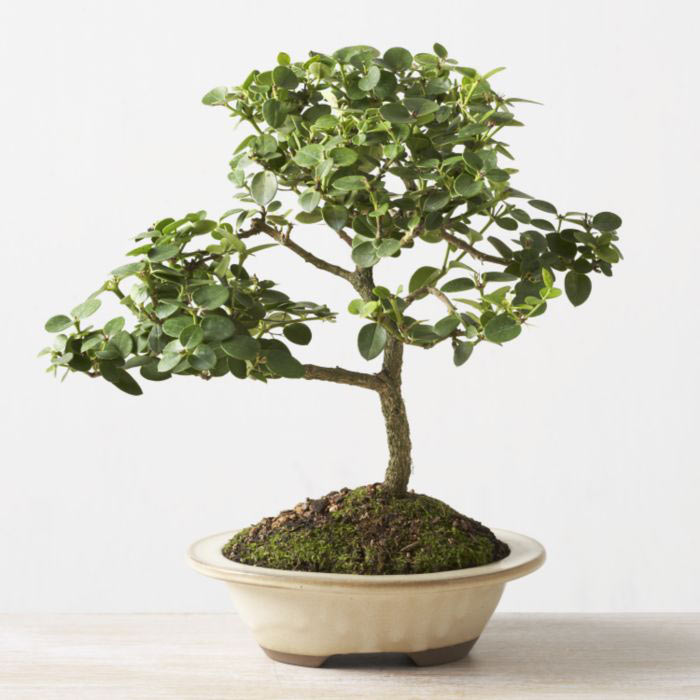 ithal bonsai saksi �i�egi  Ankara Bas�nevleri �i�ek�i telefonlar� 