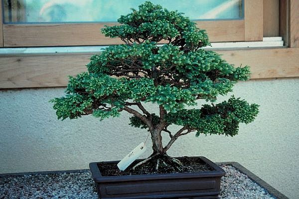 ithal bonsai saksi �i�egi  Ankara Ufuktepe online �i�ek g�nderme