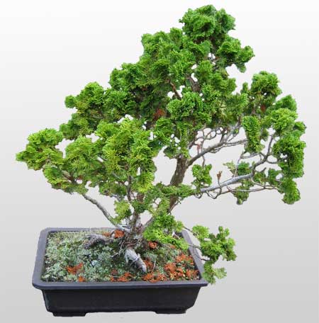 ithal bonsai saksi �i�egi  Ankara A�a��e�lence Mahallesi cicekciler 