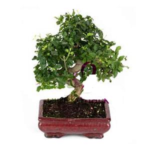 ithal bonsai saksi �i�egi  Ankara Kalaba �i�ek�i 