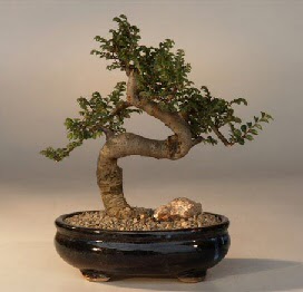 ithal bonsai saksi �i�egi  Ankara Ufuktepe online �i�ek g�nderme