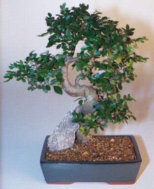  Ankara Sanatoryum �i�ek ma�azas�  ithal bonsai saksi �i�egi  Ankara Ufuktepe Mahallesi yurti�i �i�ek sipari�i 
