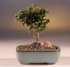  Ankara Emrah Mahallesi �i�ek g�nderme  ithal bonsai saksi �i�egi  Ankara Kanuni Mahallesi g�venli h�zl� �i�ek 