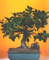  Ankara �i�ekli Mahallesi Oran 14 �ubat sevgililer g�n� ithal bonsai saksi �i�egi  Ankara Ovac�k Mahallesi �i�ek sipari�i vermek 