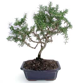 ithal bonsai saksi �i�egi  Ankara �i�ekli Mahallesi Oran 14 �ubat sevgililer g�n�
