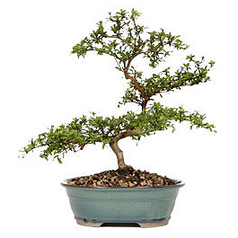  Ankara A�a��e�lence Mahallesi cicekciler  ithal bonsai saksi �i�egi  Ankara Sanatoryum �i�ek ma�azas� 