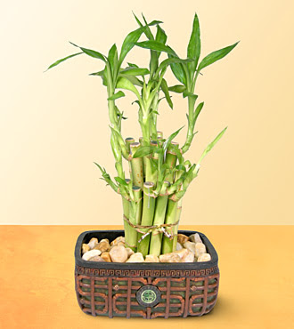 Lucky Bamboo  saksi �i�egi  Ankara Aktepe �nternetten �i�ek sipari�i 