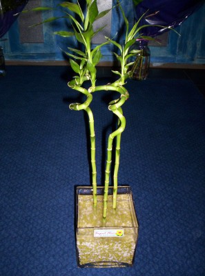 Lucky Bamboo 3 adet saksi �i�egi  Ankara �ncirli Mahallesi �i�ek yolla 