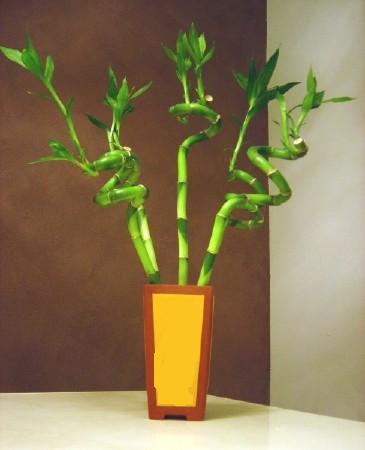 Lucky Bamboo 5 adet vazo i�erisinde  Ankara Kanuni Mahallesi g�venli h�zl� �i�ek 