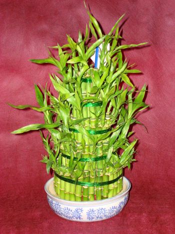 Lucky Bamboo sans melegi �i�egi  Ankara Ufuktepe Mahallesi yurti�i �i�ek sipari�i 