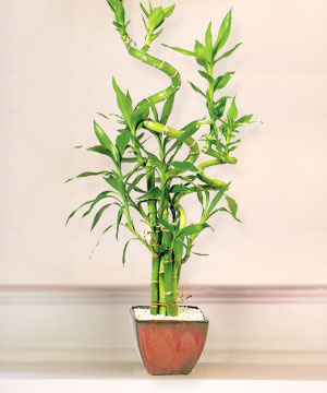 Lucky Bamboo sans melegi �i�egi  Ankara Aktepe �nternetten �i�ek sipari�i 