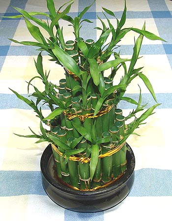Lucky Bamboo sans melegi �i�egi  Ankara G��l�kaya Mahallesi kaliteli ucuz �i�ekler 