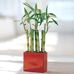 Lucky Bamboo sans melegi �i�egi  Ankara Ku�ca��z Mahallesi hediye �i�ek yolla 