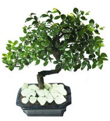 9 yasinda Bonsai agaci  Ankara Ku�ca��z Mahallesi hediye �i�ek yolla 