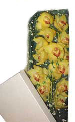  Ankara Esertepe Mahallesi cicek Kutu i�erisine dal cymbidium orkide