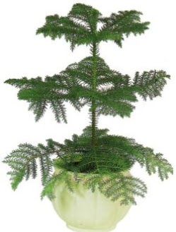 Araucaria Heterophylla i� mekan saks�  Ankara 23 Nisan Mahallesi �i�ek�i ma�azas� 