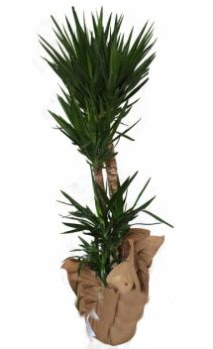 3 l� Yucca i� mekan saks� �i�e�i  Ankara Kalaba �i�ek�i 