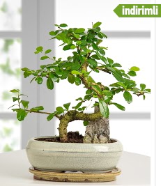 S �eklinde ithal ger�ek bonsai japon a�ac�  Ankara Kanuni Mahallesi g�venli h�zl� �i�ek 