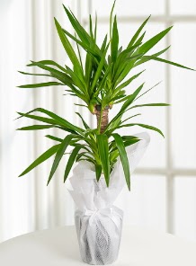 2 li yucca saks� i� mekan bitkisi  Ankara P�narba�� Mahallesi sevgilime hediye �i�ek 