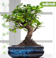Bonsai japon a�ac�  Ankara P�narba�� Mahallesi sevgilime hediye �i�ek 