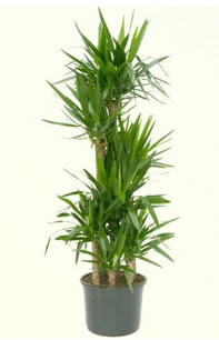 7 li yucca saks� bitkisi  Ankara Bas�nevleri Mahallesi �i�ek sipari�i 