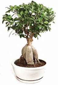 Bonsai japon a�ac� yaprak d�kmeyen  Ankara Emrah Mahallesi �i�ek g�nderme 