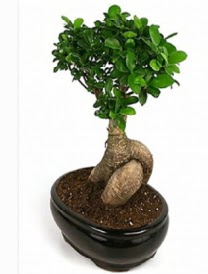 Bonsai saks� bitkisi japon a�ac�  Ankara Ufuktepe Mahallesi yurti�i �i�ek sipari�i 