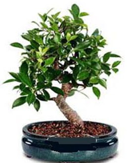 5 ya��nda japon a�ac� bonsai bitkisi  Ankara Kalaba �i�ek�i 