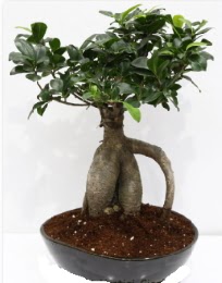 5 ya��nda japon a�ac� bonsai bitkisi  Ankara Kanuni Mahallesi g�venli h�zl� �i�ek 