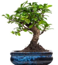5 ya��nda japon a�ac� bonsai bitkisi  Ankara P�narba�� Mahallesi sevgilime hediye �i�ek 