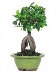 5 ya��nda japon a�ac� bonsai bitkisi  Ankara Ayval� Mahallesi �i�ek g�nderme sitemiz g�venlidir 