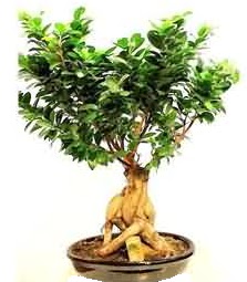 Bonsai Japon a�ac� saks� bitkisi  Ankara Ufuktepe Mahallesi yurti�i �i�ek sipari�i 