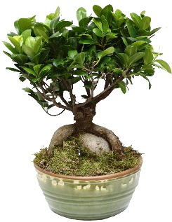 Japon a�ac� bonsai saks� bitkisi  Ankara A�a��e�lence Mahallesi cicekciler 