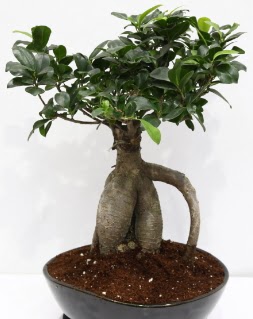 Japon a�ac� bonsai saks� bitkisi  Ankara Emrah Mahallesi �i�ek g�nderme 