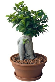 Japon a�ac� bonsai saks� bitkisi  Ankara Esertepe Mahallesi cicek