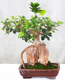Japon a�ac� bonsai saks� bitkisi  Ankara �efkat Mahallesi �i�ek online 